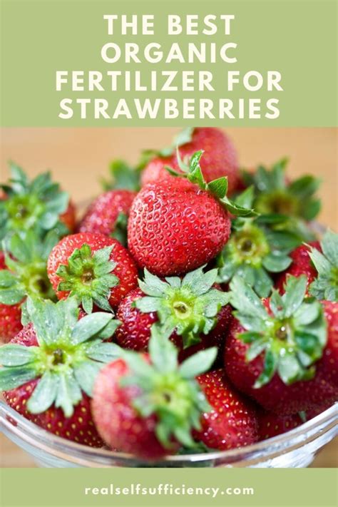 What is the best natural fertilizer for strawberries?