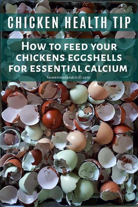 What is the best natural source of calcium for chickens?