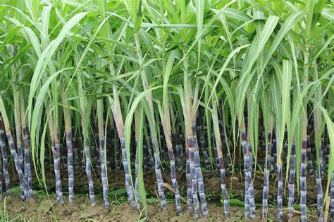 What is the best pH for sugarcane?