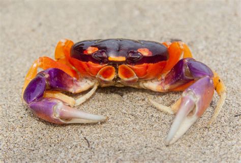What is the best pet crab for beginners?