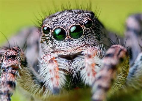 What is the best pet jumping spider?