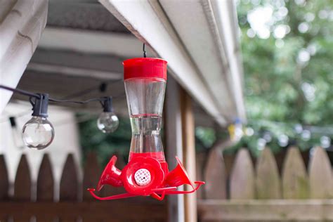 What is the best positioning for bird feeders?