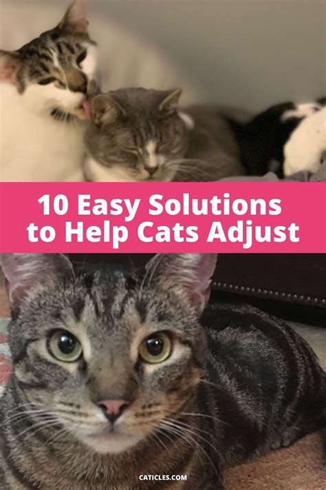 What is the best product to help cats get along?