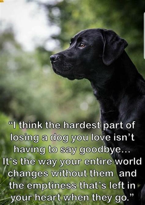What is the best quote about losing a pet?