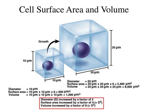 What is the best relationship between surface area and volume of a cell?