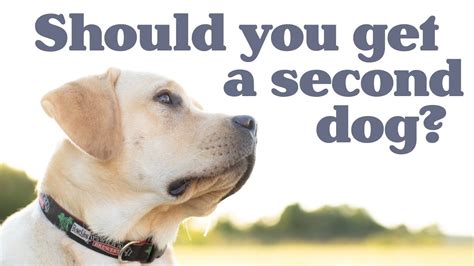 What is the best second dog to get?