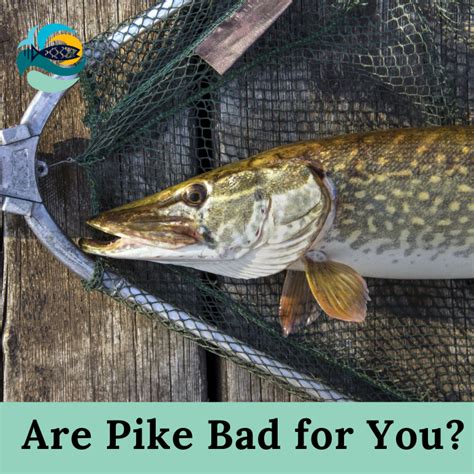 What is the best size to eat pike?