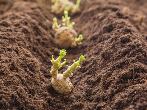 What is the best soil depth for potatoes?