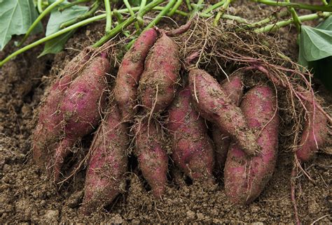 What is the best soil for sweet potatoes?