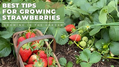 What is the best strawberry to grow in hot weather?