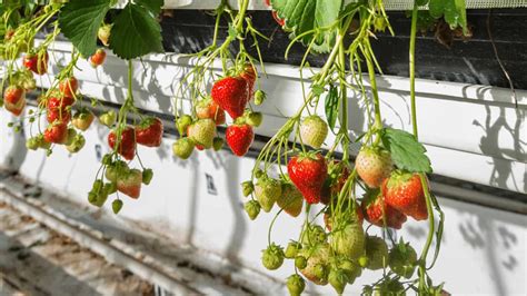 What is the best substrate for hydroponic strawberries?