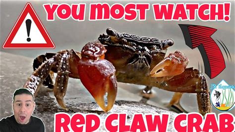 What is the best tankmate for red claw crabs?