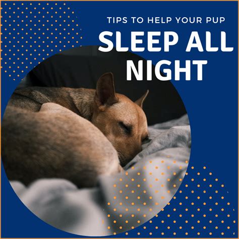 What is the best temperature for dogs to sleep at night?