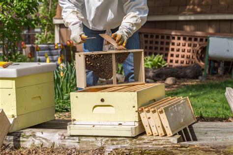 What is the best temperature to install bees?