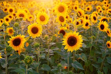 What is the best thing about sunflowers?