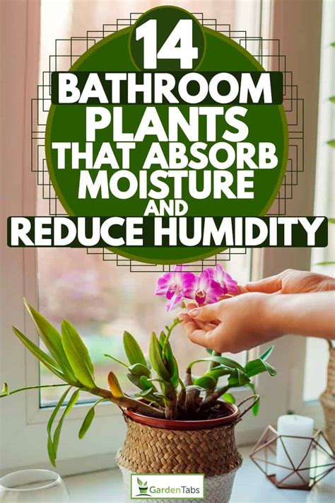 What is the best thing to absorb moisture?