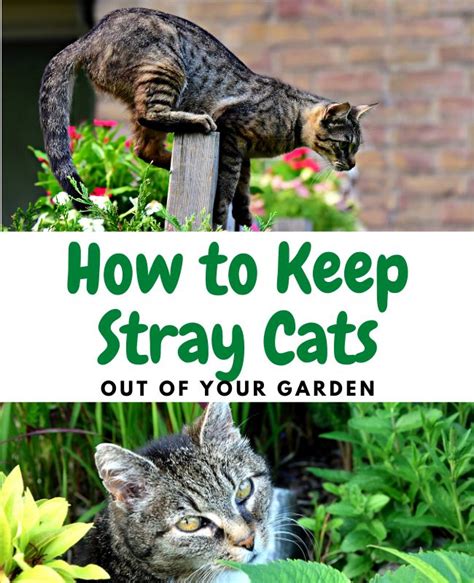 What is the best thing to keep cats away?