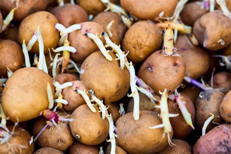What is the best thing to plant with potatoes?