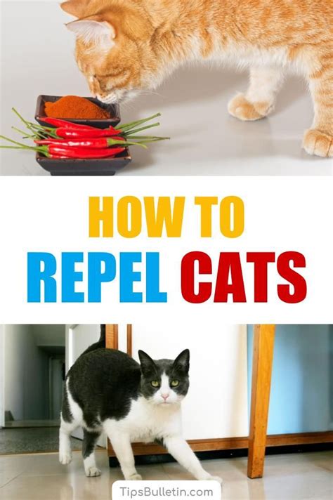 What is the best thing to repel cats?
