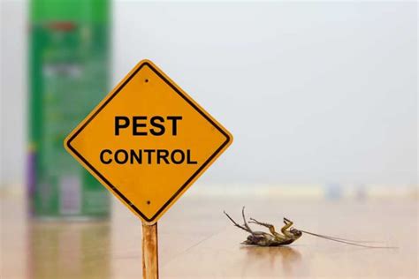 What is the best time of day to apply pest control?