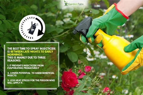 What is the best time to apply insecticide?