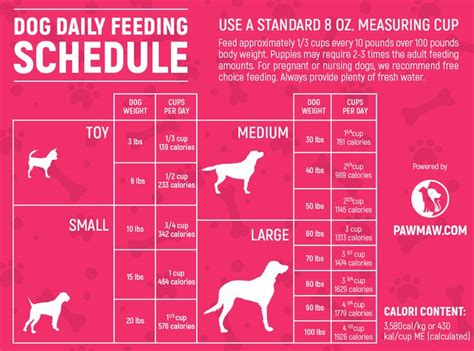 What is the best time to feed dogs?