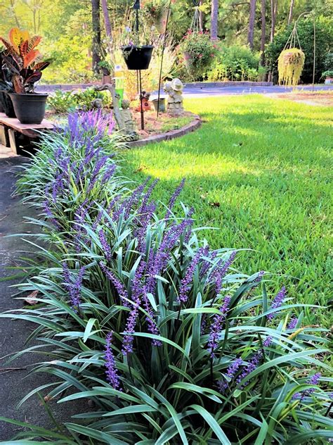 What is the best time to plant monkey grass?