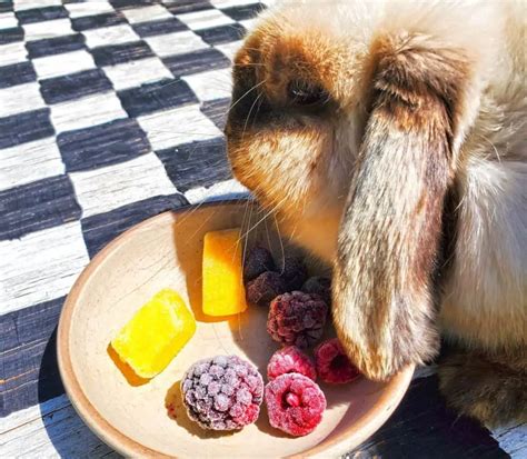 What is the best treat for rabbits?