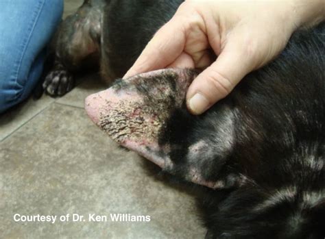 What is the best treatment for sarcoptic mange?