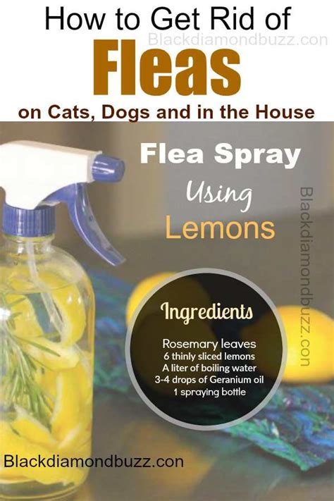 What is the best vacuum to get rid of fleas?