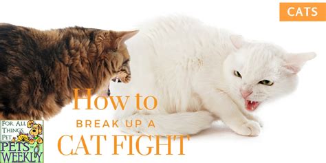 What is the best way to break up a cat fight?