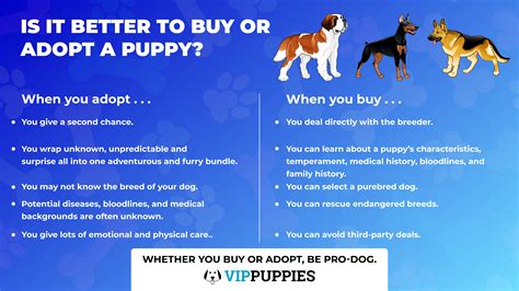 What is the best way to buy a pet?