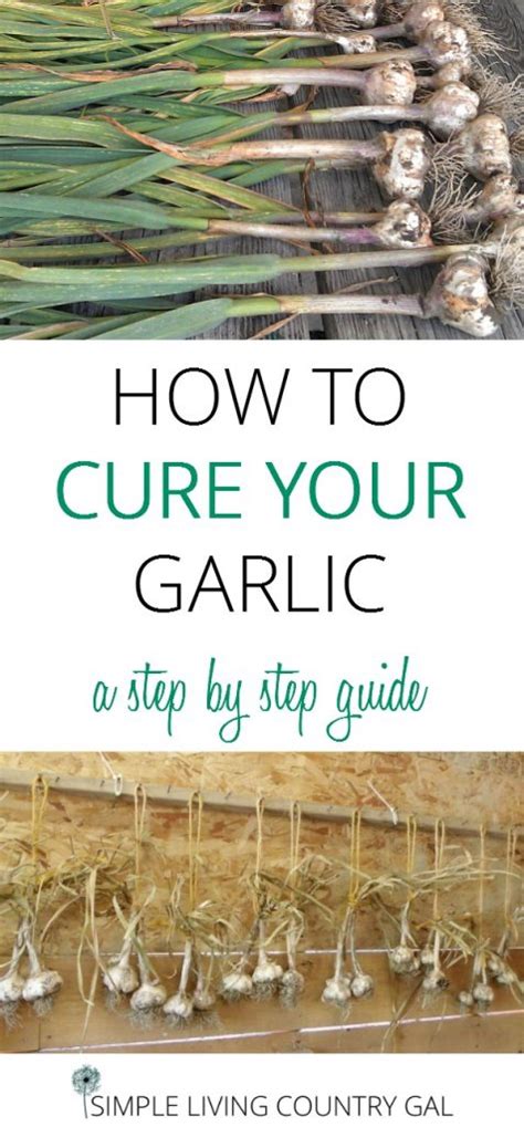 What is the best way to cure garlic?