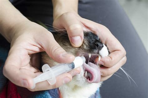 What is the best way to give liquid medicine to a cat?