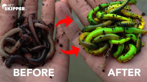 What is the best worm bait?