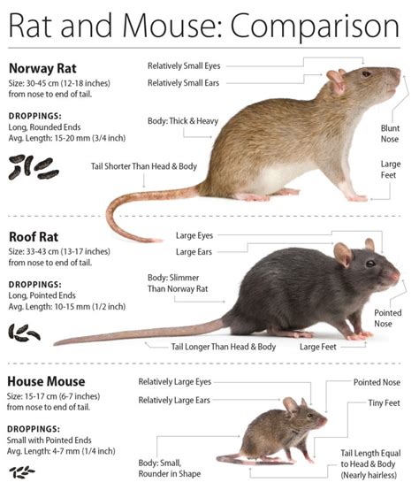 What is the big rat like animal in Canada?