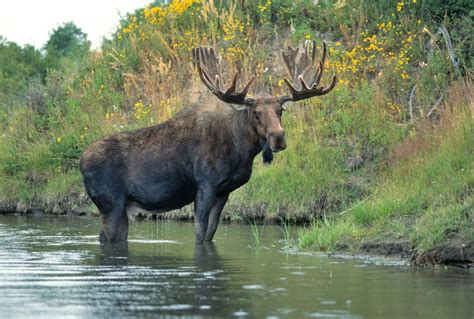 What is the biggest animal in Canada?