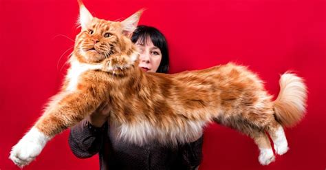 What is the biggest cat breed?