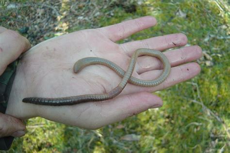 What is the biggest earthworm ever found?