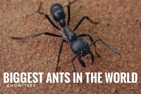 What is the biggest enemy of ants?