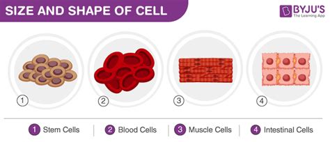 What is the biggest factor that determines cell size?