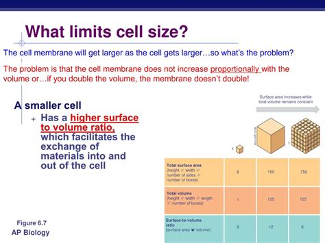 What is the biggest factor that limits cell size and why is it a factor?