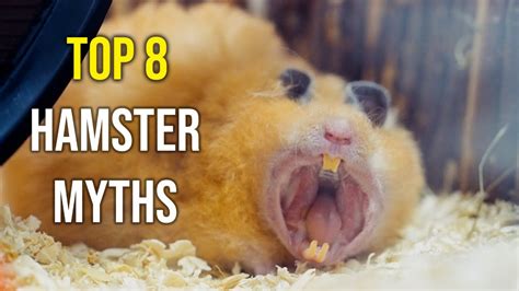 What is the biggest hamster?