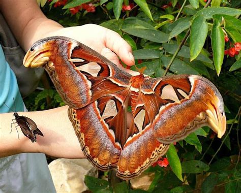 What is the biggest moth in the world?