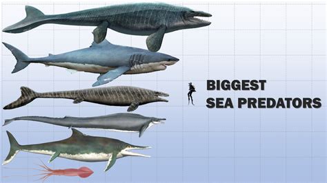 What is the biggest predator in the Baltic Sea?