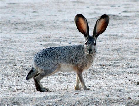 What is the biggest threat to rabbits?