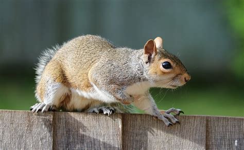 What is the biggest threat to squirrels?