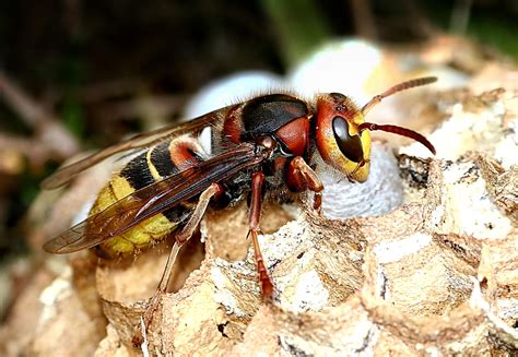 What is the biggest wasp?