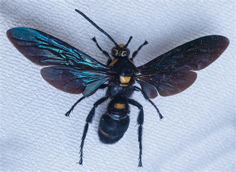 What is the biggest wasp in the world?