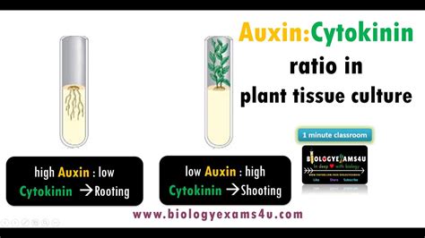 What is the bioassay of auxin?